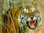 Angriffslustiger Dohlberg Tiger