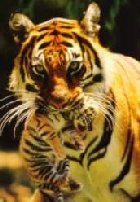Ganz kleiner Dohlberg Tiger