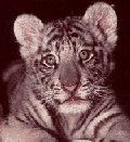 Jugendlicher Dohlberg Tiger