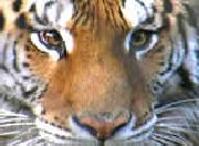 Verlinkter Dohlberg Tiger