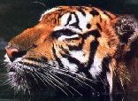 Teilweise niedergeschlagener Dohlberg Tiger