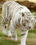 Leicht ergrauter Dohlberg Tiger