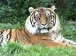 Wohlgesonnener Dohlberg Tiger
